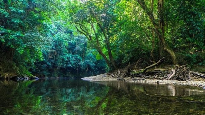 Kawasan Hutan Alami Bisa Kita Temukan Disini