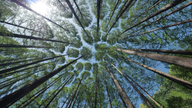 Pola crown shyness pada pucuk-pucuk pohon
