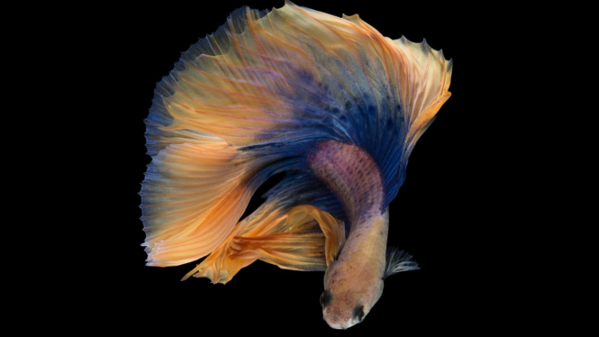 Ilustrasi ikan cupang dengan warna yang sangat indah