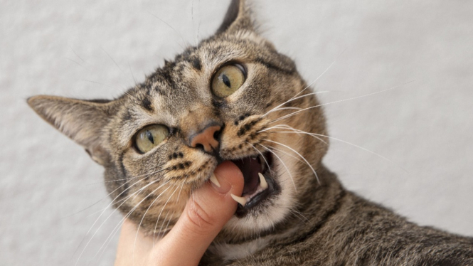 Mimpi digigit kucing menjadi pertanda dikhianati pasangan