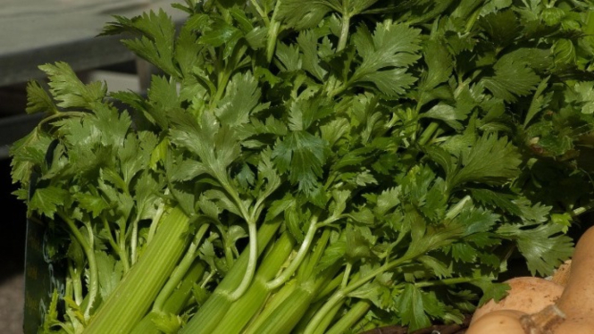 Konsumsi daun seledri dapat menjaga kesehatan ginjal
