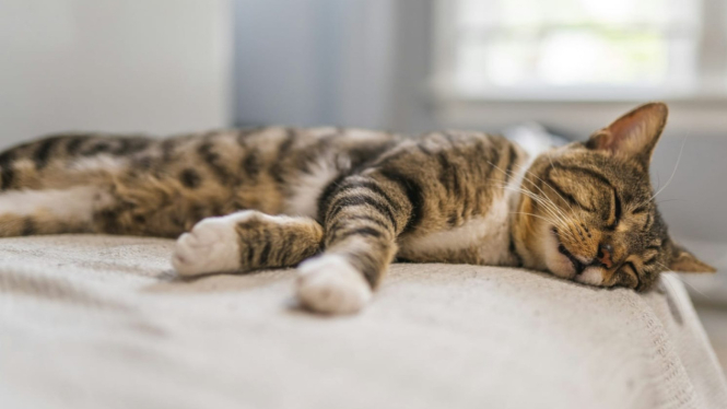 kucing tidur sepanjang hari untuk menghemat energi