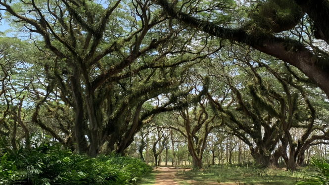 De Djawatan forest, tempat yang Memanjakan Mata
