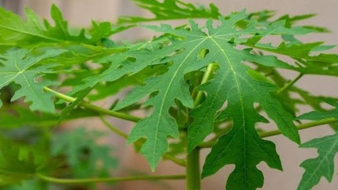 Daun pepaya kaya akan manfaat??