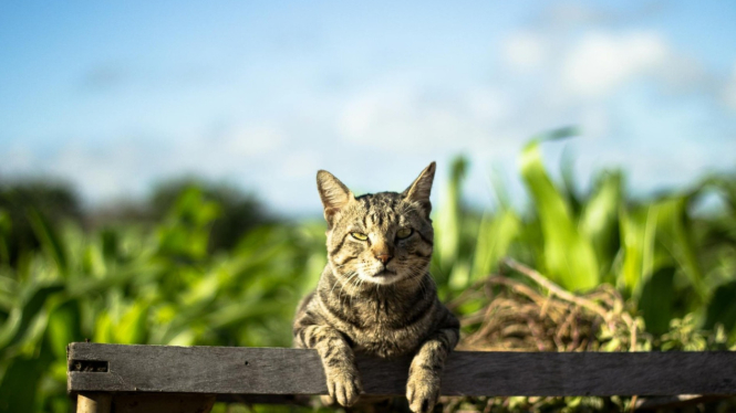 Kucing jantan makin gemas dengan nama yang tepat