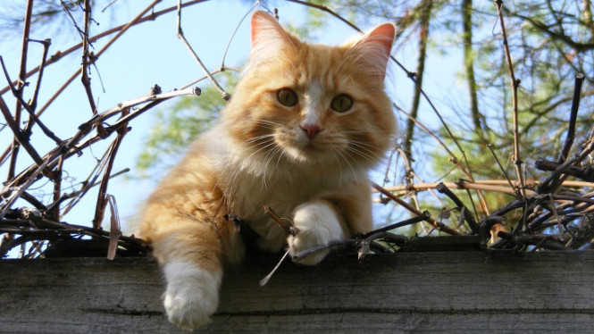 Nama keren untuk kucing betina kesayanganmu