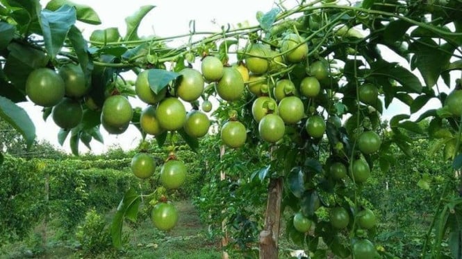 Buah asam kaya manfaat