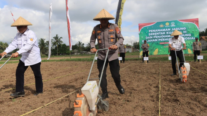 Penanaman jagung di desa Barebali Lombok Tengah.