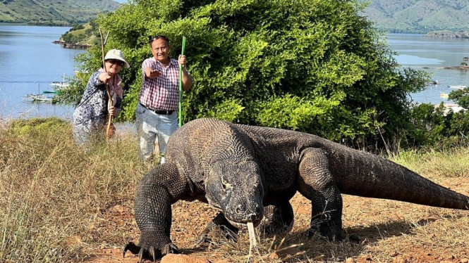 Penampakan komodo di taman nasional komodo