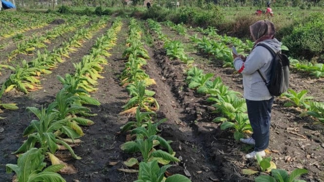 Kondisi tanaman tembakau di Lombok Tangah yang sudah layu