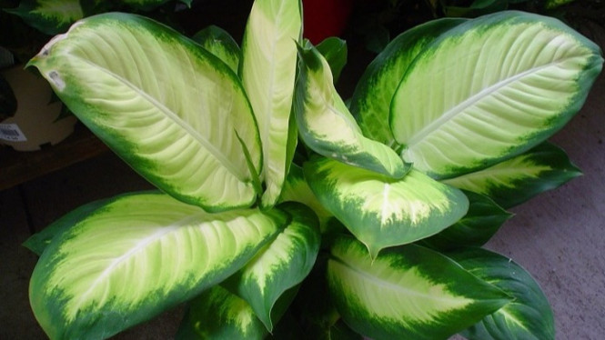 Dieffenbachia berdaun cantik, tapi bisa picu iritasi