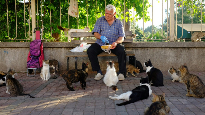 Banyak makna positif di balik mimpi melihat banyak kucing