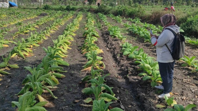 Tanaman tembakau milik petani sudah layu dan menguning