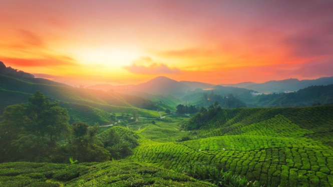 Cameron Highlands Miniatur Inggris di Malaysia