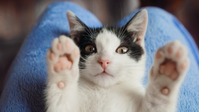 Gesture kucing ampak seperti sedang menyapa atau meminta perhatian.