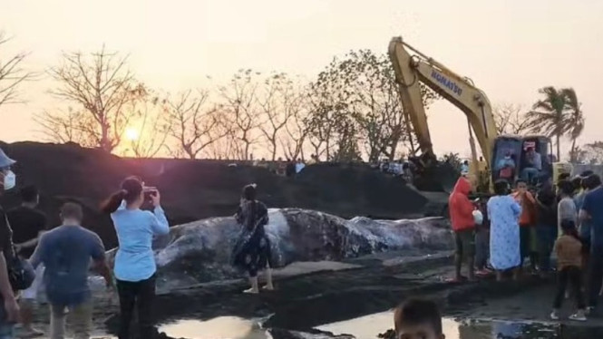 Proses evakuasi bangkai paus