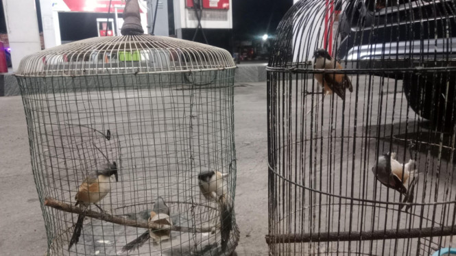 Lima ekor burung cendet hasil perburuan liar di TN Baluran