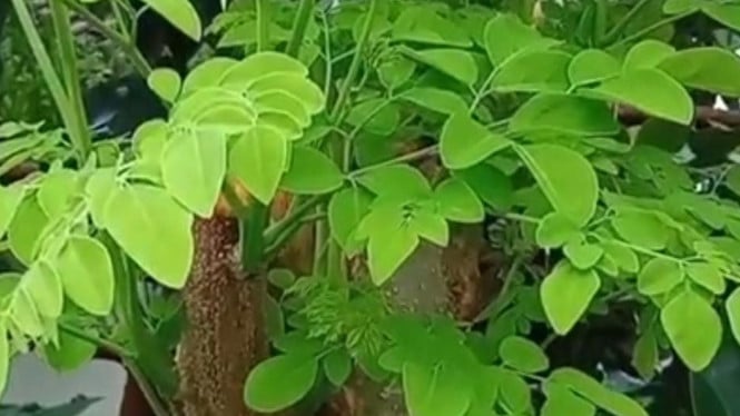 Visual pendukung fakta daun kelor.