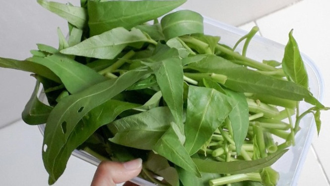Konsumsi kangkung dapat cegah penyakit anemia hingga kanker