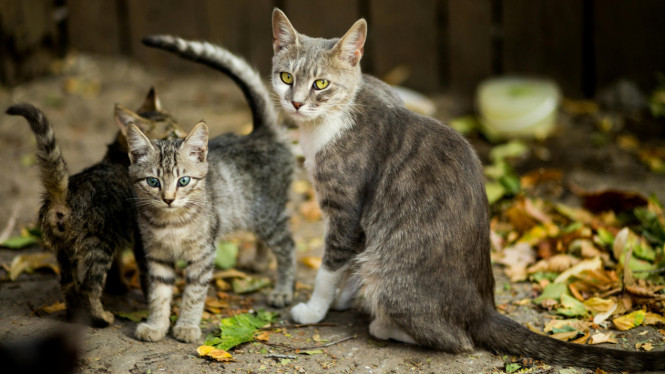 Mengungkap kebenaran di balik mitos 9 nyawa kucing