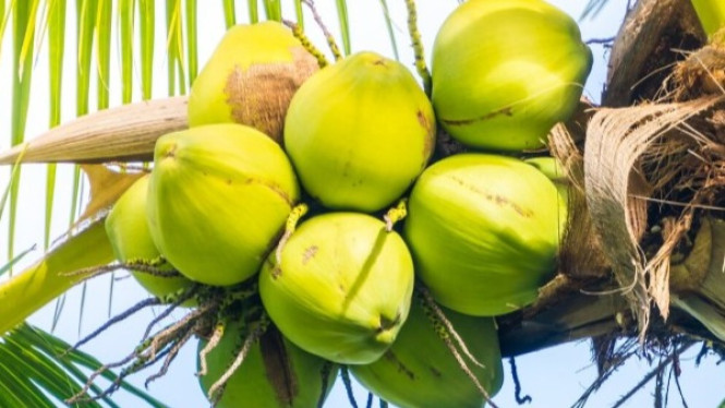 Buah kelapa yang kaya manfaat