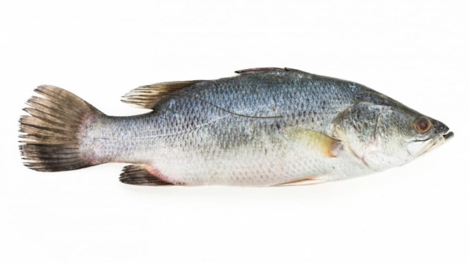 berbagai manfaat ikan untuk dikonsumsi