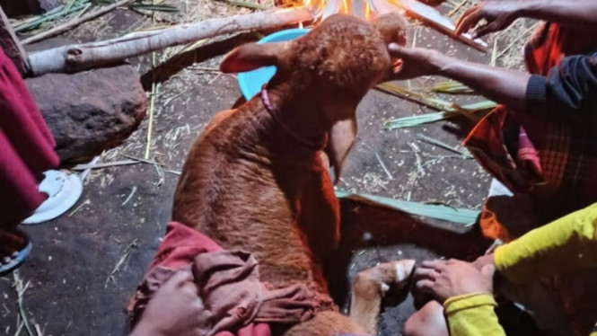 Sapi Indukan di Jember Terjebak di Sumur.