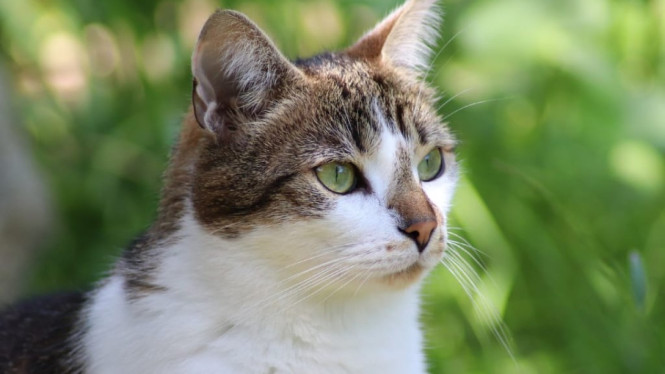 Kucing anggap manusia sebagai kucing juga