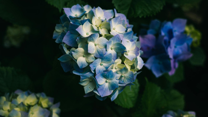 Bahasa rahasia di balik Hydrangea