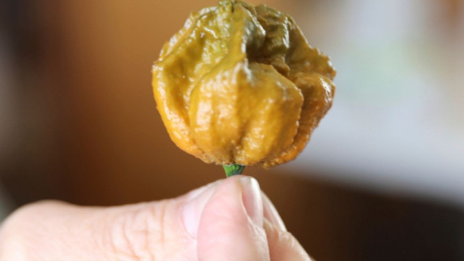 Pepper X merupakan cabai terpedas di dunia