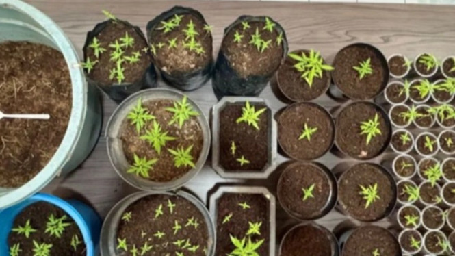 tanam ganja tiga kali panen di rumah