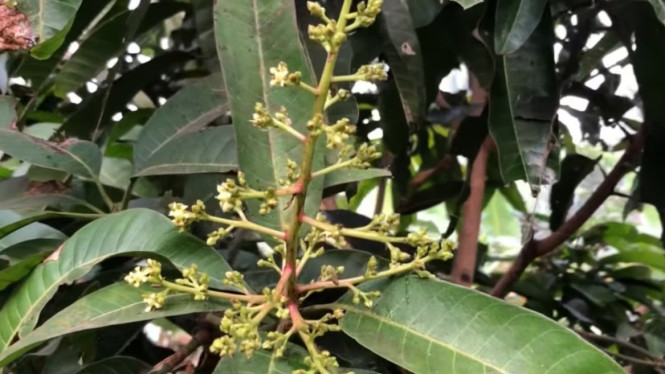 Bunga mangga sebelum jadi buah