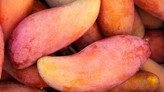Mangga banyak macamnya loh