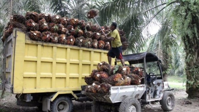 Pekerja PT Perkebunan Nusantara IV memuat kelapa sawit ke truk