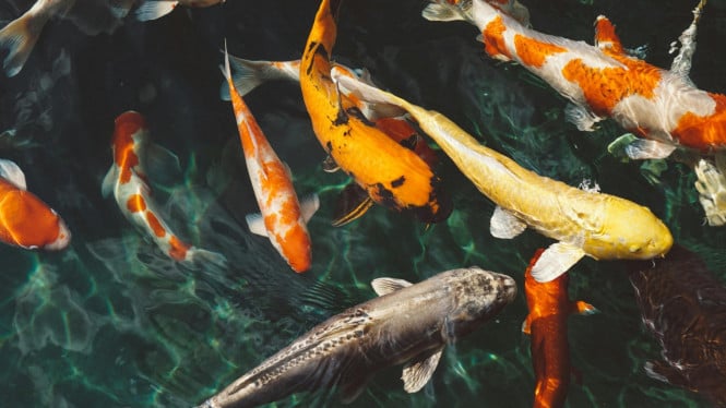Koi, Ikan hias yang bisa dimakan
