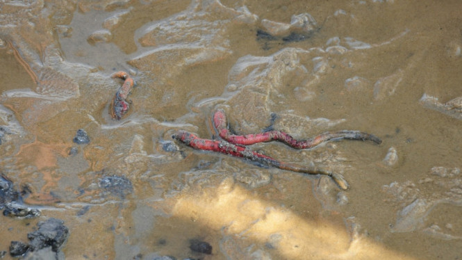 Cacing merah, umpan legendaris para pemancing.