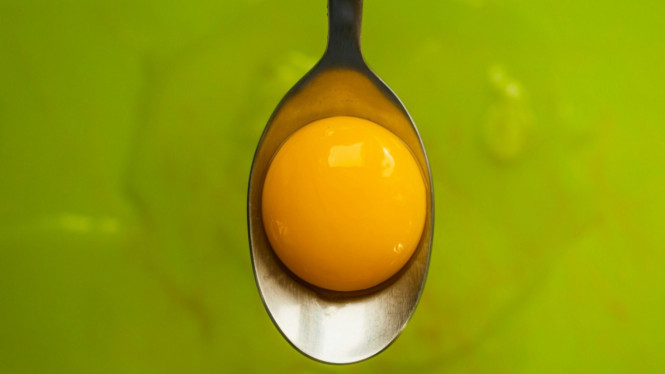 Kuning telur, pengikat rahasia umpan lele.