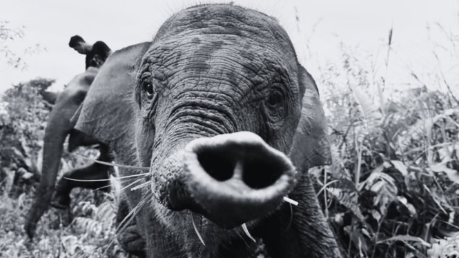 Anak Gajah Tari Mati Mendadak