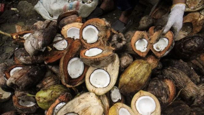 Petani di Desa Meuria Paloh mengolah kelapa menjadi kopra