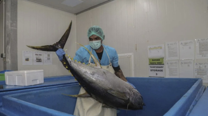 Pekerja olah ikan tuna di PT Kelola Mina Samudra