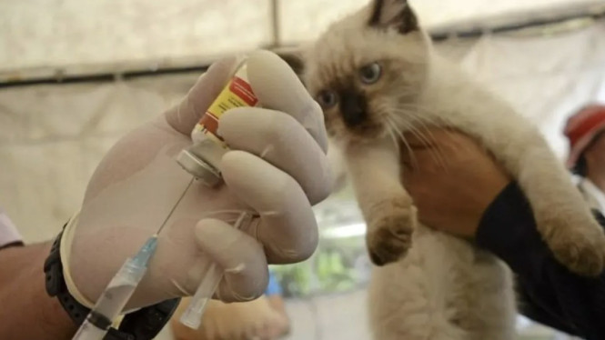 Petugas siapkan vaksin rabies untuk kucing di Kantor Kelurahan Tebet