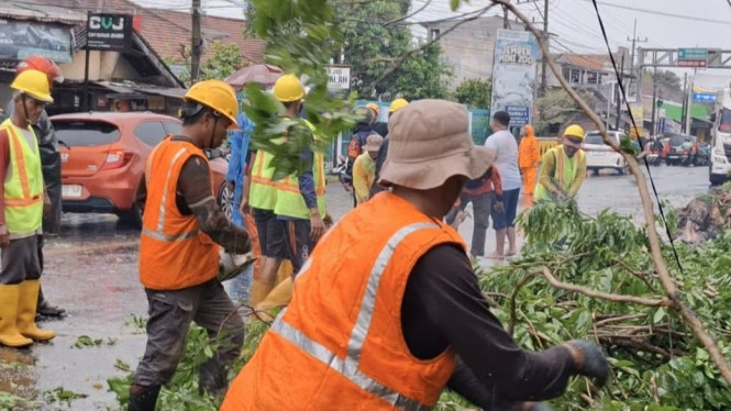 pohon tumbang timpa tiga mobil di jember