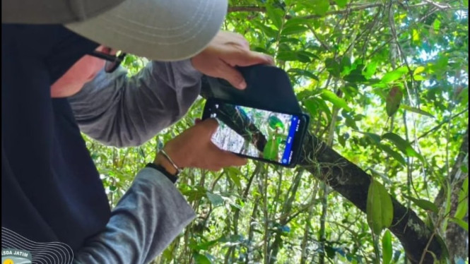 Anggrek hantu langka ditemukan di hutan lembap Cagar Alam Sempu