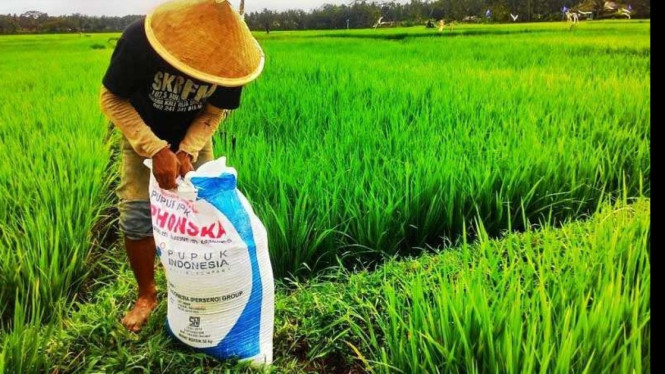 Ilustrasi petani bersama pupuk phonska di sawah