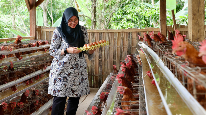 Peternakan ayam petelur Desa Pakel rutin bagikan telur pada warga