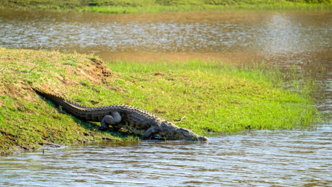 Buaya adalah predator dengan kemampuan bertahan hidup yang luar biasa