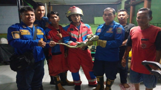 Petugas dengan biawak seberat 3kg