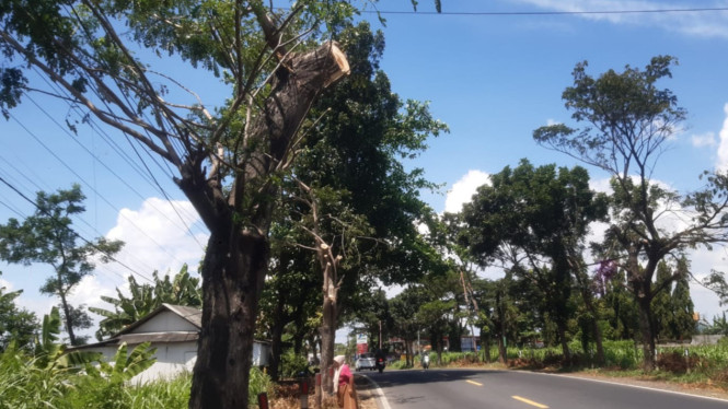 Antisipasi pohon tumbang, Bina Marga lakukan perempelan pohon perindang di Wongsorejo