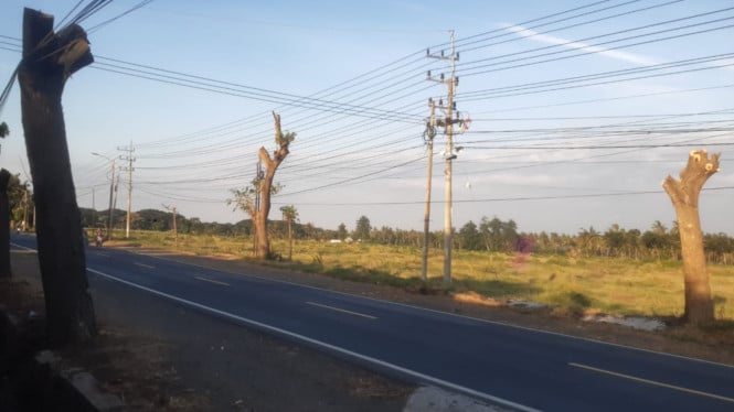 Pohon perindang dipangkas habis selurh dahan dan ranting tanpa sisa daun satu pun