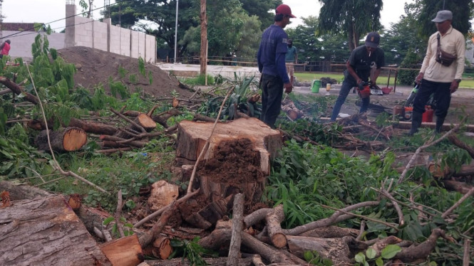 Penebangan hingga akar yang diduga ilegal pohon perindang di depan KDMP Bajulmati